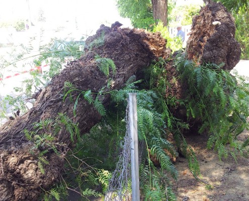 Caída de árbol de gran tamaño Barriada de Tablada