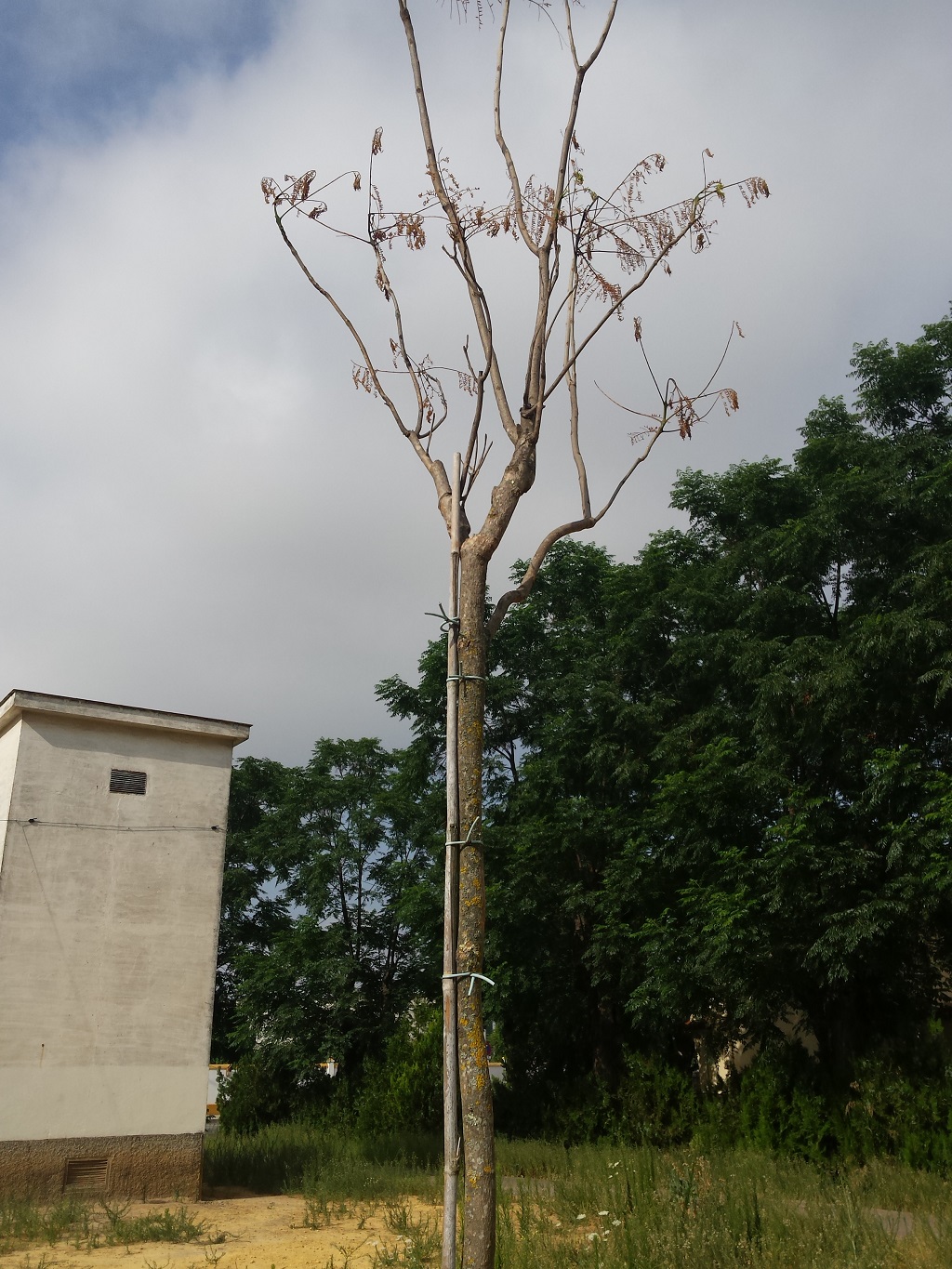 árboles secos en Barriada de Tablada a las 3 semanas de ser plantados